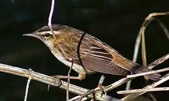 Schilfrohrsänger (Sedge warbler)