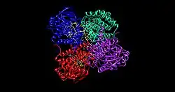 Acyl-CoA-Dehydrogenase