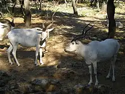 Mendesantilopen (Addax nasomaculatus)