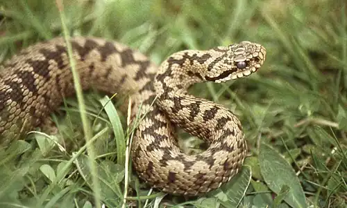 Kreuzotter (Adder)