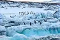 Adeliepinguine auf Possession&nbsp;Island