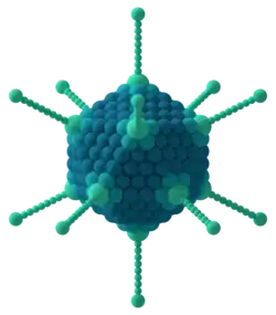 Virion eines Adenovirus
