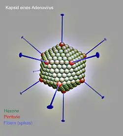 Kapsid eines Adenovirus