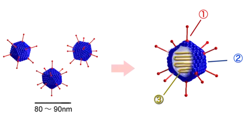 Struktur der Adenoviren