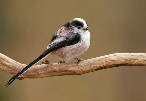 Aegithalos caudatus europaeus (Typ EE) hat einen schwarzgezeichneten Kopf.