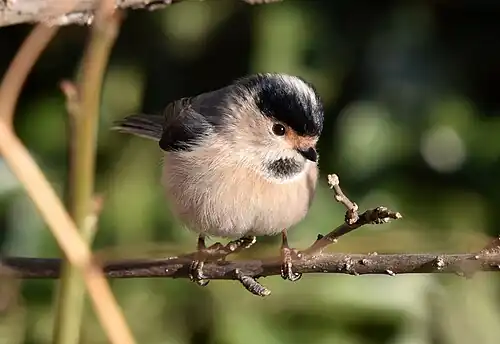 Silberkehl-Schwanzmeise