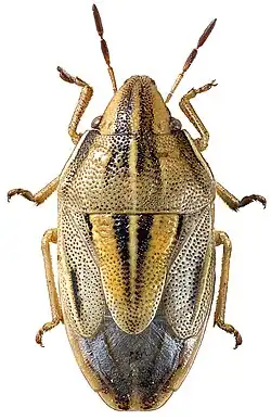 Gestreifter Spitzling (Aelia klugii)