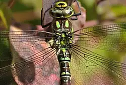 2012 Blaugrüne Mosaikjungfer