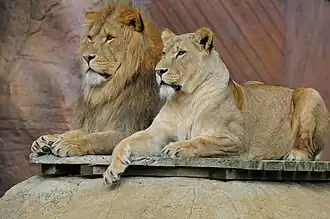 Löwenpärchen