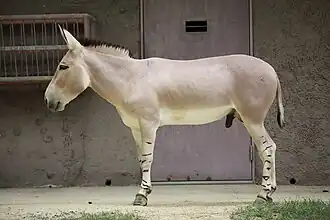 Afrikanischer Esel (Equus asinus)