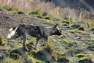 Afrikanischer Wildhund