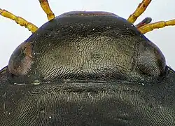 Abb. 4b: Aufsicht Kopf