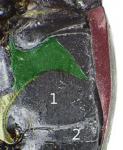 Abb. 8: Ausschnitt Unterseite (siehe Text)