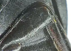 Abb. 11: Hinterschenkel, rechts Gelenk zur Schiene, davor Gruppe aus kurzen Borsten