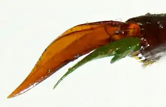 Abb. 13: Klauenpaar Vordertarsus ♂ von oben, Innenklaue grün getönt