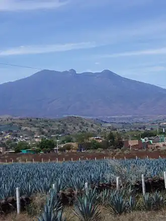 Agavenfelder in Tequila