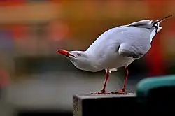 Drohstarren bei einer Silberkopfmöwe