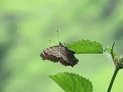 Eierlegendes Weibchen