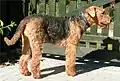 Airedale Terrier