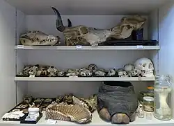 Akademisches Gymnasium Graz, historische Sammlung Biologie