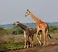 Giraffen
