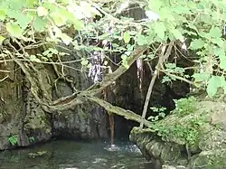 Von Pflanzen überschatteter Teich vor einer Felswand