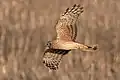 Weibliche Kornweihe (Hen harrier)
