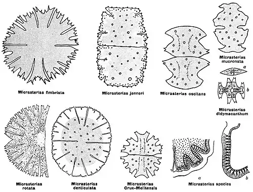 Illustrationen von Henri Coupin (1868): M.&nbsp;fimbriata, M.&nbsp;jenneri, M.&nbsp;oscitans, M.&nbsp;mucronata [M.&nbsp;oscitans var. mucronata],[4] M.&nbsp;didymacanthum Nägeli ⇒ Euastrum didymacanthum Nägeli (1849),[20] M.&nbsp;rotata, M.&nbsp;denticulata, M.&nbsp;crux-melitensis (Malteserkreuzalge), M.&nbsp;sp. (Membranporen).