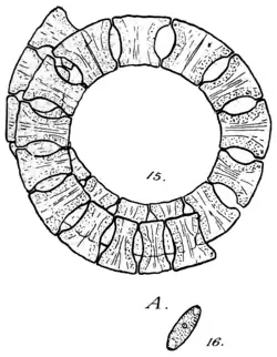 Eucampia zodiacus Ehrenberg, 1839 (Meerwasser). 15: Kette von Frusteln. 16, Frusteln, vom Ende aus gesehen, 40 bis 55 µm lang.