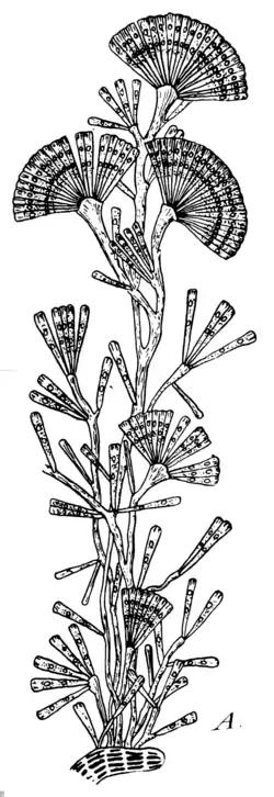 Licomophora flabellata, Kolonien