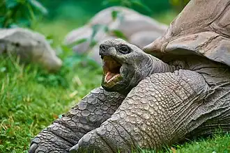 Aldabra-Riesenschildkröte