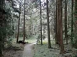 Waldweg