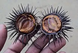 Offene Frucht der Goldtrompete