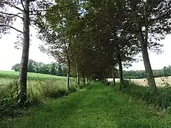 Kastanienallee zum Karlsbrunnen