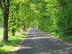 Allee in Wettringen