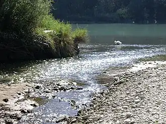 Der Allondon trifft im Ramsar-Schutzgebiet auf die Rhône (Schweiz)