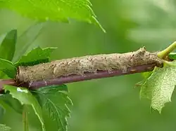 Erwachsene Raupe der Weißdorneule