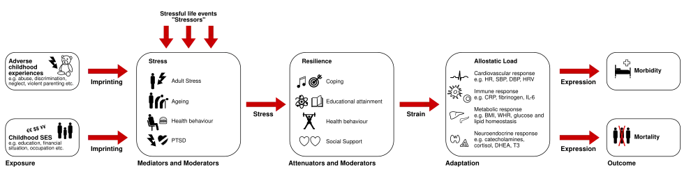 Pathophysiologie der allostatischen Last