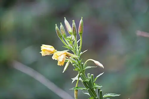 Nachtkerze (Oenothera)