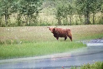 Schottisches Hoch­land­rind weidet im Tschingel