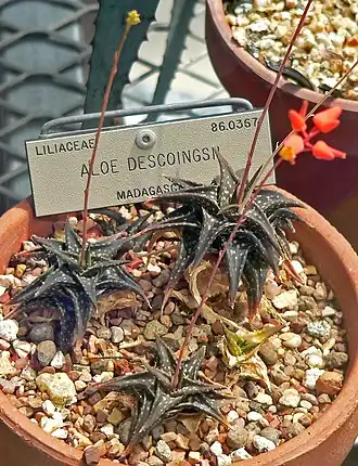 Die Blätter von Aloe descoingsii werden nur 3&nbsp;Zentimeter lang.