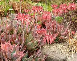 Aloe mitriformis
