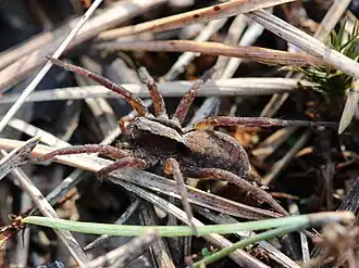 Lateralsicht eines Weibchens