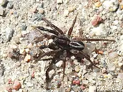 Draufsicht eines Männchens