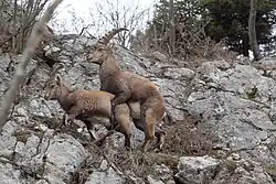 Alpensteinbock nächst dem Völlerinsteig bei der Paarung