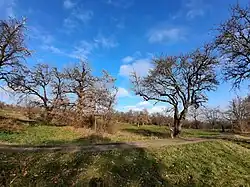 Alter Baumbestand: Maronibaum und Scheibelbirne (eine alte, regionale Birnensorte)