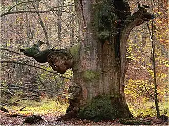 Abgestorbene, aufrecht verrottende Eiche im Urwald Sababurg