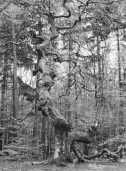 Reste der Kanzelbuche, Aufnahmedatum unbekannt