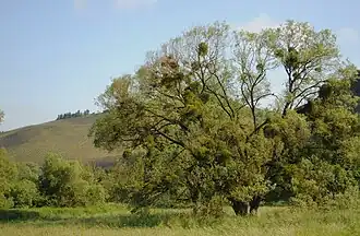 Alte Weide am Saarbogen bei Wiltingen