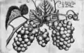 Tafel 61: Weintraube